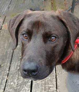 Chocolate Labrador Retriever and Labrador Retriever Dogs Available for Adoption - Dolly | PetCurious