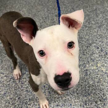 Bitsy -  American Staffordshire Terrier and Mixed Breed Dog for Adoption in Greenville, South Carolina - Bitsy | PetCurious