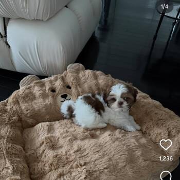 Crissy -  Shih Tzu Dog for Adoption in Newmanstown, Pennsylvania - Crissy | PetCurious