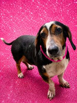 ARTHUR MORGAN -  Mixed Breed Dog for Adoption in Jacksonville, Florida - ARTHUR MORGAN | PetCurious