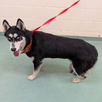 Rescue Mixed Breed Dogs for Adoption in Memphis, Tennessee - Delilah | PetCurious