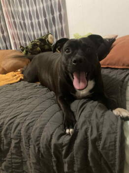 Rescue American Staffordshire Terrier Dogs for Adoption in Newport, New Hampshire - Peewee | PetCurious