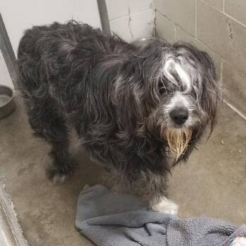 Bearded Collie Dogs Available for Adoption in Seymour, Indiana - Snuffleupagus | PetCurious