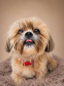 Natasha (transport available to South Florida) -  Shih Tzu and Shih Poo Dog for Adoption in Pasadena, Texas - Natasha (transport Available To South Florida) | PetCurious