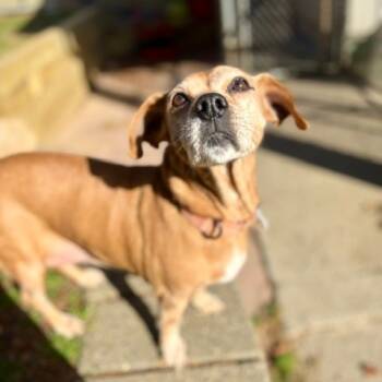 Rescue Dachshund and Chihuahua Dogs for Adoption in New Fairfield, Connecticut - Debbie | PetCurious