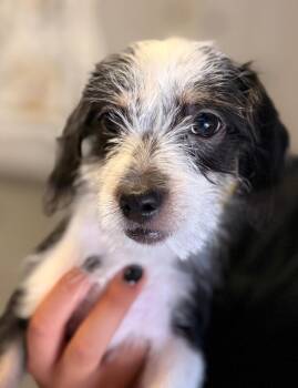 Jimmy -  Shih Tzu and Poodle Dog for Adoption in Los Angeles, California - Jimmy | PetCurious