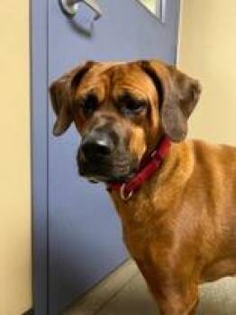 Rescue Tosa Inu Dogs for Adoption in Quincy, Illinois - Nala | PetCurious