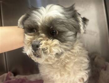 Mixed Breed Dogs Available for Adoption - A174303 | PetCurious