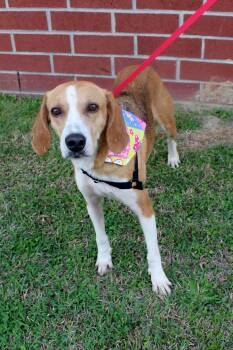 Treeing Walker Coonhound Dogs Available for Adoption - Marbles | PetCurious