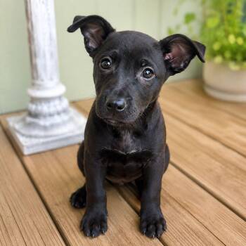 BLACK JACK -  Labrador Retriever Dog for Adoption in Houston, Texas - BLACK JACK | PetCurious