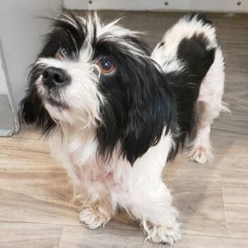 HPC-Stray-56039 -  Maltese Dog for Adoption in San Jacinto, California - HPC-Stray-56039 | PetCurious