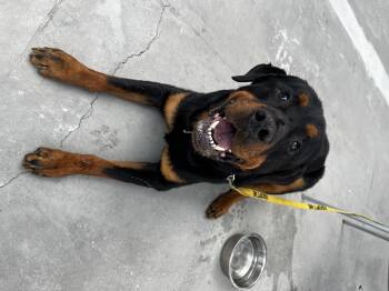 Diesel -  Rottweiler Dog for Adoption in Akron, Ohio - Diesel | PetCurious