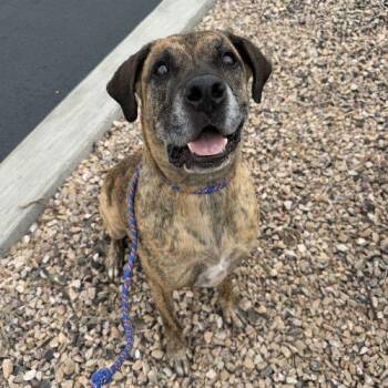 Linus -  Mastiff and Mixed Breed Dog for Adoption in Grand Junction, Colorado - Linus | PetCurious