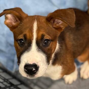 Mixed Breed Dogs Available for Adoption in Rockville, Maryland - Burger | PetCurious