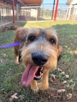 Loretta Lynn -  Labradoodle Dog for Adoption in Fayetteville, Arkansas - Loretta Lynn | PetCurious