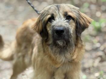Briard and Poodle Dogs Available for Adoption in Meherrin, Virginia - Neville | PetCurious