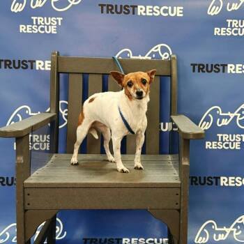 ROXANNE -  Jack Russell Terrier and Mixed Breed Dog for Adoption in Waterford, New Jersey - ROXANNE | PetCurious