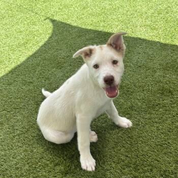 Sarafina 1858 -  Shepherd and Mixed Breed Dog for Adoption in Loxahatchee Groves, Florida - Sarafina 1858 | PetCurious