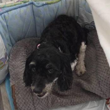 Frittata -  Havanese Dog for Adoption in Allen, Texas - Frittata | PetCurious