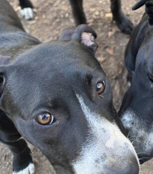 American Bully Dogs Available for Adoption - Chi Chi | PetCurious