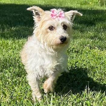 Maltese and Yorkshire Terrier Dogs Available for Adoption in Cincinnati, Ohio - Taffy | PetCurious