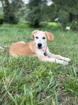 Clarissa -  Beagle and Mixed Breed Dog for Adoption in Gradyville, Kentucky - Clarissa | PetCurious