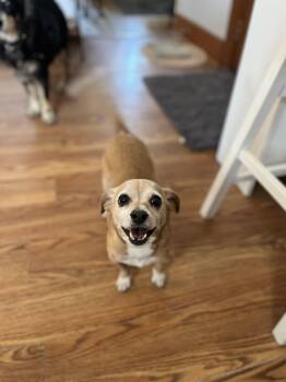 Cooper -  Chihuahua Dog for Adoption in Severance, Colorado - Cooper | PetCurious