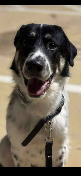 Rescue Anatolian Shepherd and Great Pyrenees Dogs for Adoption in Dallas, Texas - Zayne | PetCurious