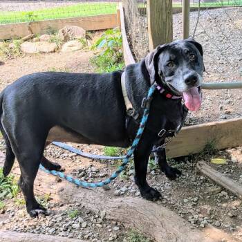 Chessie -  Labrador Retriever Dog for Adoption in Phoenixville, Pennsylvania - Chessie | PetCurious