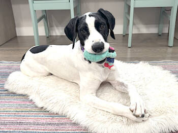 Rescue German Shorthaired Pointer Dogs for Adoption in Menlo Park, California - Belle | PetCurious