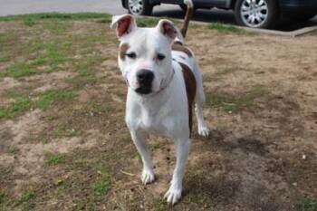 Pit Bull Terrier and Mixed Breed Dogs Available for Adoption in Kansas City, Missouri - Charlie | PetCurious