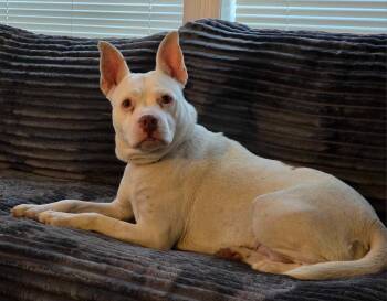 Mixed Breed Dogs Available for Adoption in Vassalboro, Maine - Rosa | PetCurious