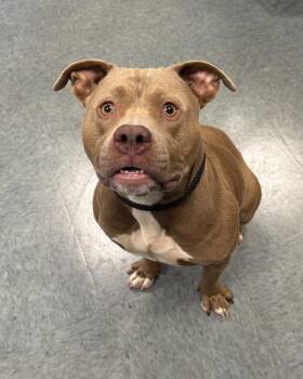 Live Wire -  Pit Bull Terrier Dog for Adoption in Richmond, Virginia - Live Wire | PetCurious