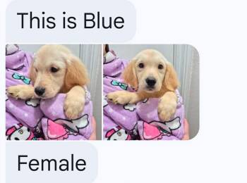 Blue -  Golden Retriever Dog for Adoption in Houston, Texas - Blue | PetCurious