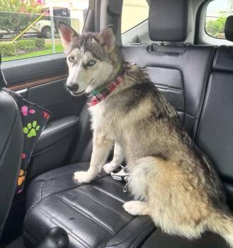 Shiloh -  Siberian Husky Dog for Adoption in Carrollton, Texas - Shiloh | PetCurious