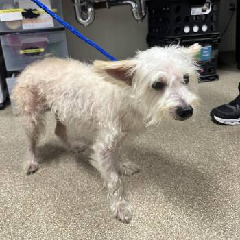 Henry -  Maltese and Poodle Dog for Adoption in League City, Texas - Henry | PetCurious