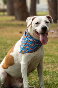 Smoke -  Mixed Breed Dog Available for Adoption in Myrtle Beach, South Carolina - Smoke | PetCurious