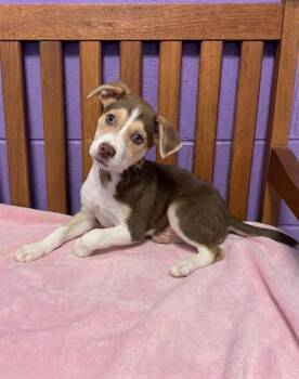 **ASPEN** -  Husky Dog for Adoption in North Prairie, Wisconsin - **ASPEN** | PetCurious