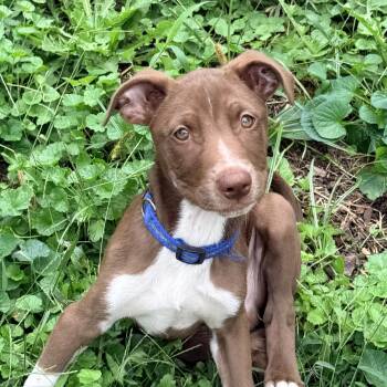 Corona -  Pointer Dog for Adoption in Columbia, Maryland - Corona | PetCurious
