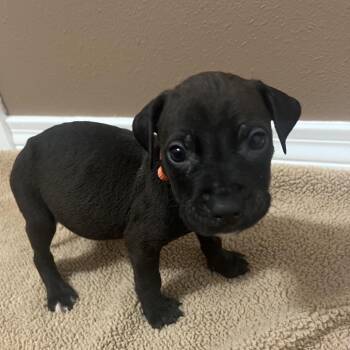 Colby (Orange collar) -  Catahoula Leopard Dog Dog for Adoption in Baton Rouge, Louisiana - Colby (Orange Collar) | PetCurious