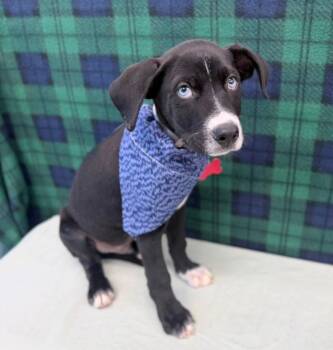 Mojo -  Pit Bull Terrier and Catahoula Leopard Dog Dog for Adoption in Sedalia, Colorado - Mojo | PetCurious