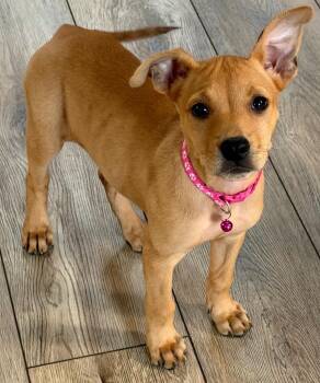 Winnie $550 -  Labrador Retriever Dog for Adoption in West Milwaukee, Wisconsin - Winnie $550 | PetCurious