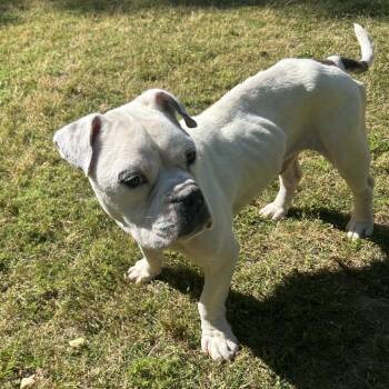 Mixed Breed Dogs Available for Adoption in Auburn, Alabama - Bodie | PetCurious