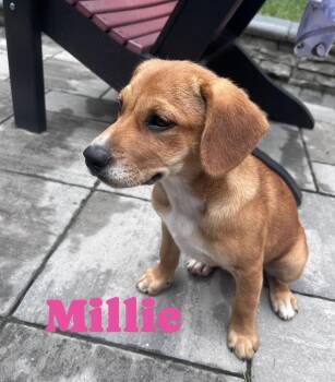 Millie -  Hound Dog for Adoption in Irwin, Pennsylvania - Millie | PetCurious
