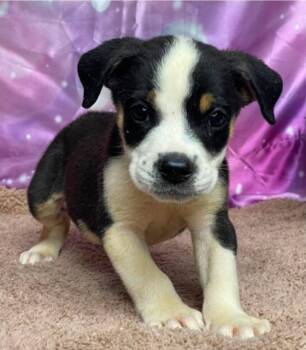 Puck -  Labrador Retriever and Beagle Dog for Adoption in Sedalia, Colorado - Puck | PetCurious