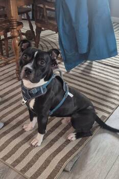 Pit Bull Terrier Dogs Available for Adoption - Archer Lawrence | PetCurious