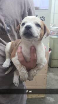 Pit Bull Terrier Dogs Available for Adoption in Swainsboro, Georgia - Raya | PetCurious