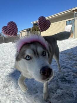 Husky Dogs Available for Adoption - Kyra | PetCurious