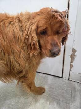 Cooper -  Golden Retriever Dog for Adoption in Brookings, Oregon - Cooper | PetCurious