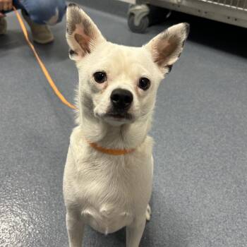 Junior -  Chihuahua Dog for Adoption in Saint Joseph, Missouri - Junior | PetCurious